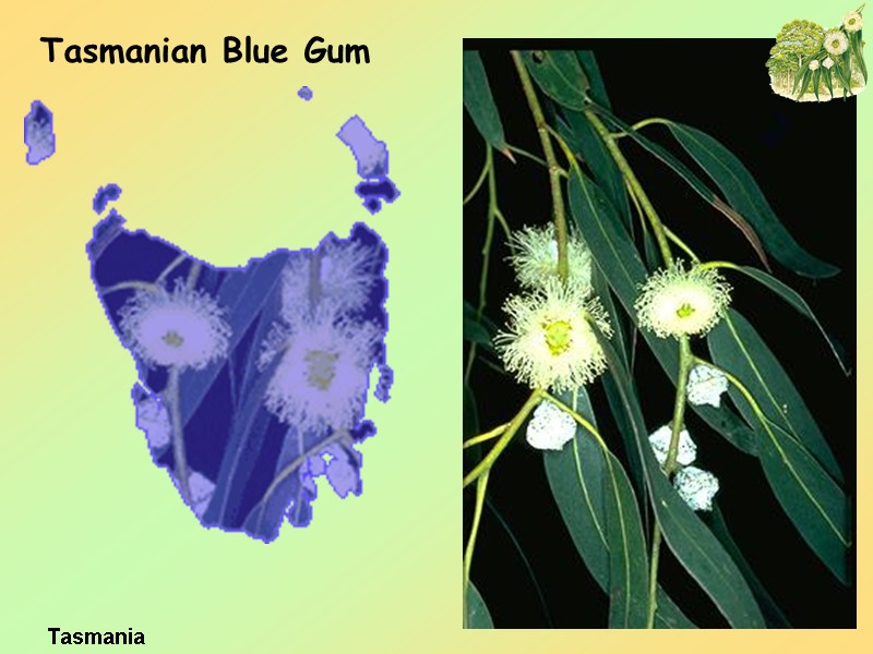 33 Tasmanian Blue Gum Tasmania